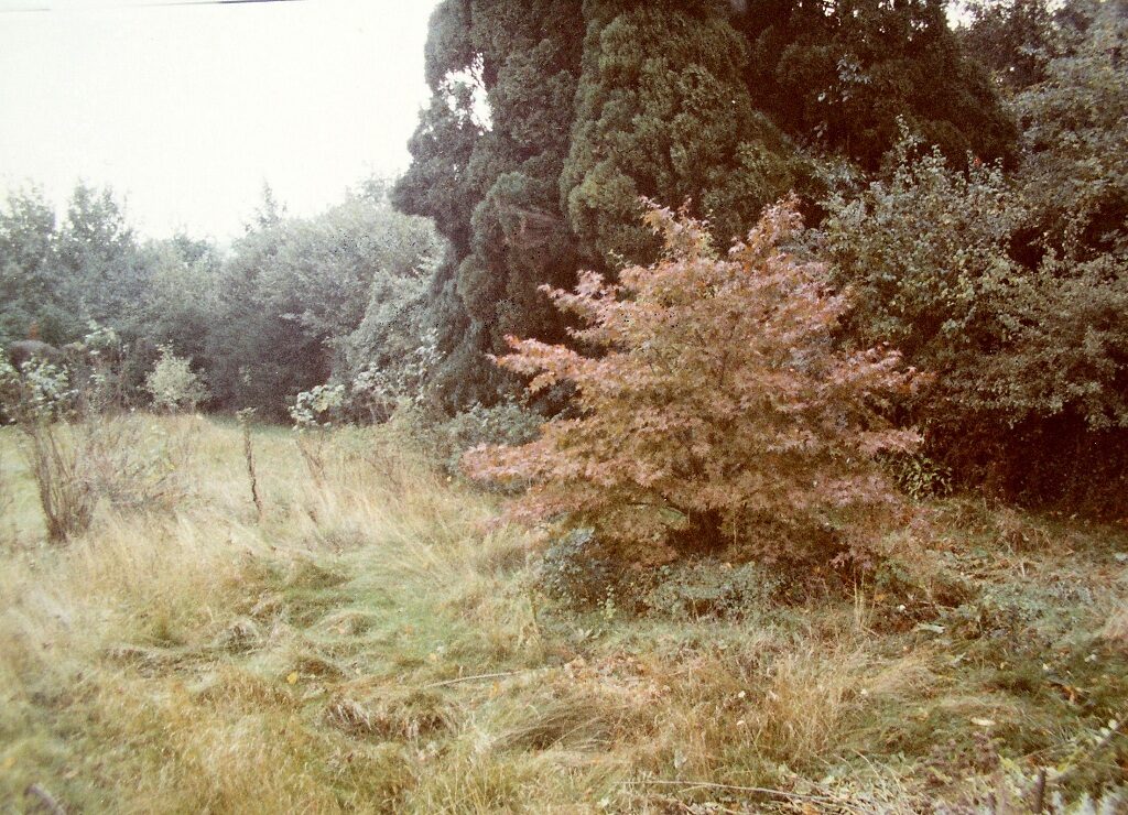 Rose Garden 1984