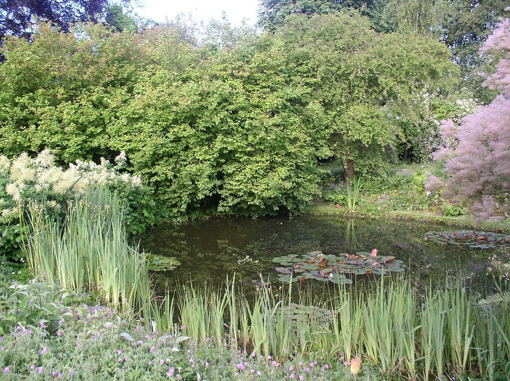 Wild Garden Pond 2019