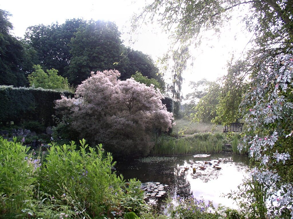 Wild Garden Pond 2019